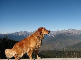 flickr_dog_mountains