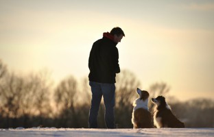 flickr_dogs_sunset